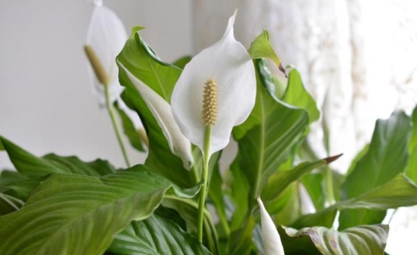 PEACE-Top 10 Indoor Plants that Produce the most Oxygen