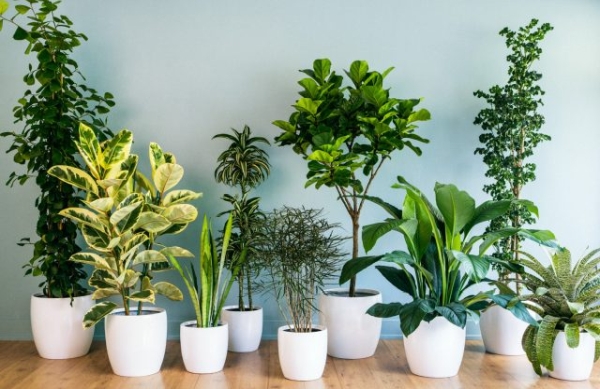 Top 10 Indoor Plants that Produce the most Oxygen